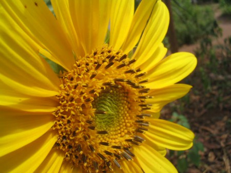 Girasol